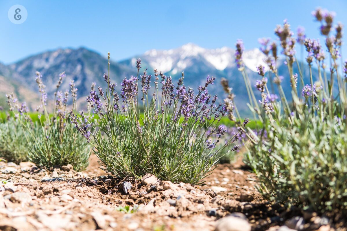 LAWENDA olejek lawendowy właściwości