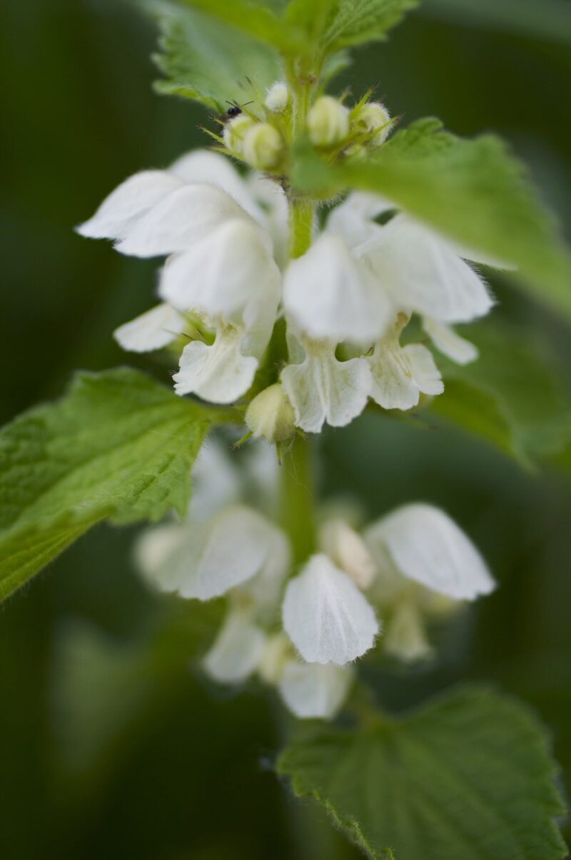 właściwości jasnoty białej